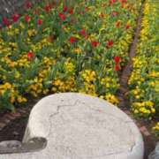 ヒメ日記 2025/04/19 19:36 投稿 みるく Lolipop（ロリポップ）