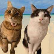 ヒメ日記 2025/05/25 14:56 投稿 みるく Lolipop（ロリポップ）