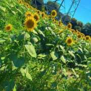 ヒメ日記 2025/07/29 15:06 投稿 みるく Lolipop（ロリポップ）