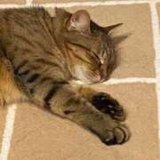 ヒメ日記 2025/08/26 23:56 投稿 みるく Lolipop（ロリポップ）