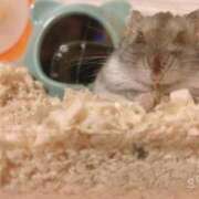 ヒメ日記 2025/09/14 02:26 投稿 みるく Lolipop（ロリポップ）