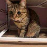 ヒメ日記 2025/12/10 02:26 投稿 みるく Lolipop（ロリポップ）