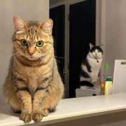 ヒメ日記 2025/12/31 23:56 投稿 みるく Lolipop（ロリポップ）