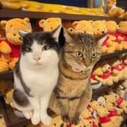 ヒメ日記 2026/01/22 13:56 投稿 みるく Lolipop（ロリポップ）