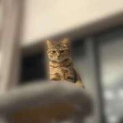 ヒメ日記 2026/02/25 13:26 投稿 みるく Lolipop（ロリポップ）