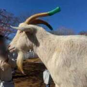 ヒメ日記 2026/03/13 02:10 投稿 みるく Lolipop（ロリポップ）