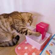 ヒメ日記 2026/03/22 12:16 投稿 みるく Lolipop（ロリポップ）