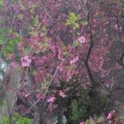 ヒメ日記 2025/04/02 10:54 投稿 まゆ 濃厚即19妻