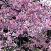 ヒメ日記 2026/04/02 09:04 投稿 まゆ 濃厚即19妻