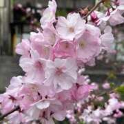 ヒメ日記 2025/04/07 22:50 投稿 まゆか 濃厚即19妻