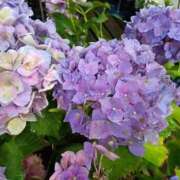 ヒメ日記 2025/06/14 02:13 投稿 まりこスリー Three＆Men’s Spa 甲府