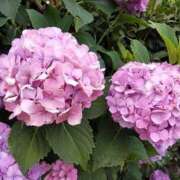 ヒメ日記 2025/06/27 02:12 投稿 まりこスリー Three＆Men’s Spa 甲府