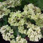 ヒメ日記 2025/07/01 02:08 投稿 まりこスリー Three＆Men’s Spa 甲府