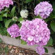 ヒメ日記 2025/07/02 02:39 投稿 まりこスリー Three＆Men’s Spa 甲府