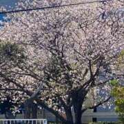 ヒメ日記 2025/04/07 15:59 投稿 藤崎りお Luxury（鹿児島）