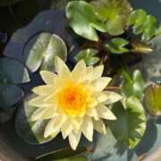 ヒメ日記 2025/12/16 10:18 投稿 小倉　ゆうか エテルナ彦根