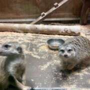 ヒメ日記 2024/12/12 11:06 投稿 りつか 萌えコス