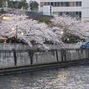 ヒメ日記 2025/04/09 11:21 投稿 りつか 萌えコス