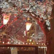 ヒメ日記 2025/03/28 23:11 投稿 高輪けい Mrs. Dandy Shibuya