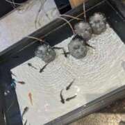 ヒメ日記 2025/08/27 23:22 投稿 高輪けい Mrs.Dandy Kinshicho