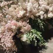 ヒメ日記 2025/04/09 23:41 投稿 高輪けい Mrs. Dandy shinagawa