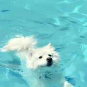 ヒメ日記 2025/02/27 23:11 投稿 のどか プールサイド新橋店