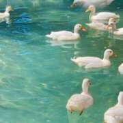 ヒメ日記 2025/03/05 18:48 投稿 のどか プールサイド新橋店