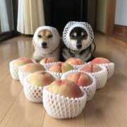 ヒメ日記 2025/03/08 20:13 投稿 のどか プールサイド新橋店