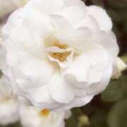 ひみこ ７日のお礼です 奥鉄オクテツ大阪