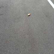 ヒメ日記 2025/08/21 13:45 投稿 れな 夜這い本舗