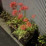 ヒメ日記 2025/10/01 18:45 投稿 れな 夜這い本舗