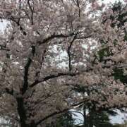 はるか 🌸満開🌸 熟女の風俗最終章 新潟店