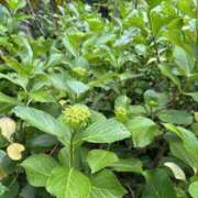 こむぎ まだ早かった 完熟ばなな 立川