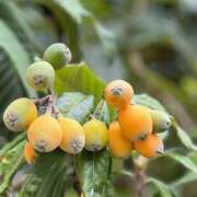 こむぎ すくすく 完熟ばなな 立川