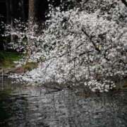 ヒメ日記 2025/04/01 20:20 投稿 つかさ 新宿サンキュー