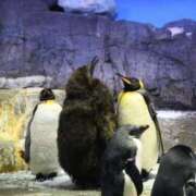 ヒメ日記 2025/05/03 16:20 投稿 つかさ 新宿サンキュー