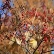 ヒメ日記 2025/11/21 19:42 投稿 つかさ 新宿サンキュー