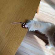 ヒメ日記 2025/05/21 09:48 投稿 こいろ フォーシーズン