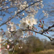 なのは 今日から4月🌸 バッドカンパニー土浦店