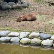 ヒメ日記 2025/05/30 21:02 投稿 くるる☆真面目な未経験♪ JKサークル