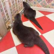 ヒメ日記 2025/11/07 16:41 投稿 くるる☆真面目な未経験♪ JKサークル