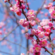 みか 早くよりありがとうございます 逢って30秒で即尺