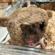 ヒメ日記 2025/01/20 22:52 投稿 ななせ One More奥様　立川店