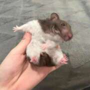 ななせ 可愛い目覚め🐹🌤️ One More奥様　立川店