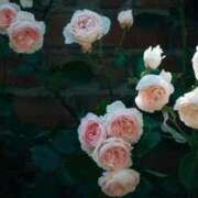 ヒメ日記 2026/02/18 08:14 投稿 やよい 梅田アバンチュール