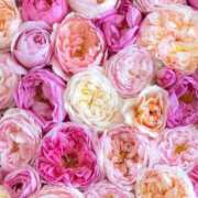 ヒメ日記 2026/02/19 07:49 投稿 やよい 梅田アバンチュール