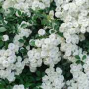 ヒメ日記 2026/02/24 07:22 投稿 やよい 梅田アバンチュール