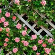 ヒメ日記 2026/03/08 05:06 投稿 やよい 梅田アバンチュール