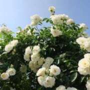 やよい 🍭喉飴🍭 梅田アバンチュール