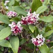 ヒメ日記 2026/03/12 04:55 投稿 やよい 梅田アバンチュール